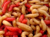 A photo of maggots A photo of maggots